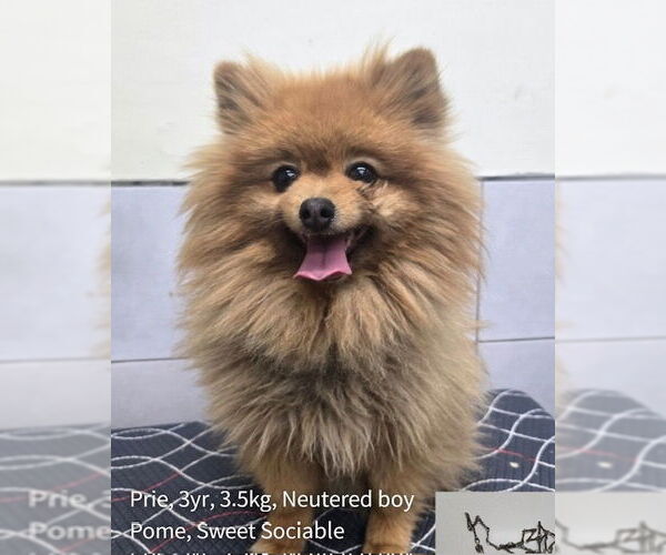 Medium Photo #1 Pomeranian Puppy For Sale in Agoura Hills, CA, USA