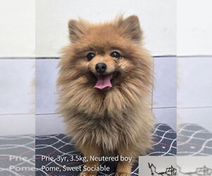 Pomeranian Dogs for adoption in Agoura Hills, CA, USA