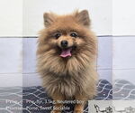 Small Pomeranian