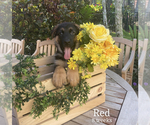 Small Photo #275 German Shepherd Dog Puppy For Sale in WELLINGTON, FL, USA