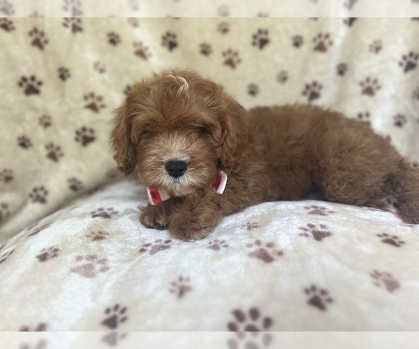 Medium Photo #2 Cavapoo Puppy For Sale in LAKELAND, FL, USA