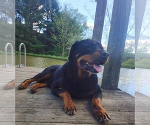 Rottweiler Dogs for adoption in Cuba, NY, USA