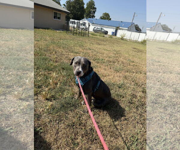 Medium Photo #6 American Pit Bull Terrier-Unknown Mix Puppy For Sale in Corning, AR, USA