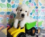 Small Photo #19 English Cream Golden Retriever Puppy For Sale in LONGVIEW, NC, USA
