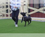 Small #2 American Pit Bull Terrier