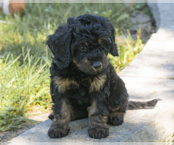 Medium Photo #2 Cavapoo (Miniature)-Goldendoodle Mix Puppy For Sale in SAINT MARYS, KS, USA