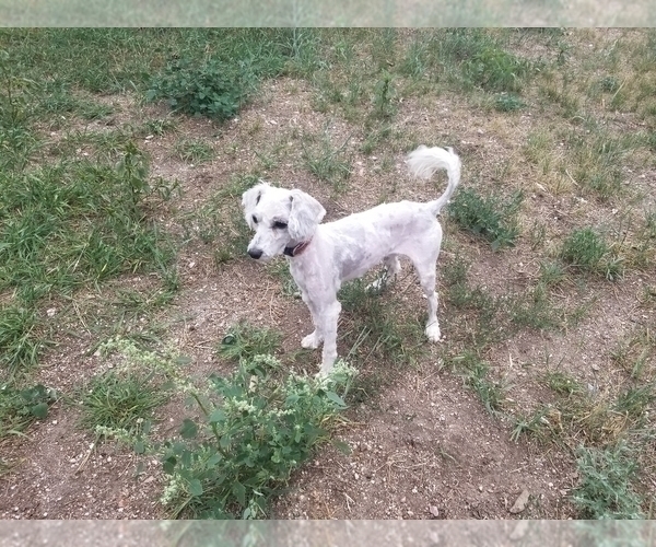 Medium Photo #1 Goldendoodle mix (+ Poodle Toy) Puppy For Sale in BLACK FOREST, CO, USA