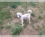 Small Photo #1 Goldendoodle mix (+ Poodle Toy) Puppy For Sale in BLACK FOREST, CO, USA