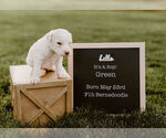 Small Photo #2 Bernedoodle Puppy For Sale in NORTH PLATTE, NE, USA