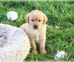 Adira - Female Golden Labrador Puppy for Sale - Photo #5