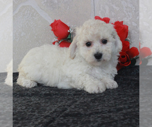 Poochon Puppy for sale in GORDONVILLE, PA, USA