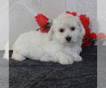 Small Photo #1 Poochon Puppy For Sale in GORDONVILLE, PA, USA