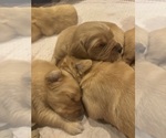 Small #9 Golden Retriever
