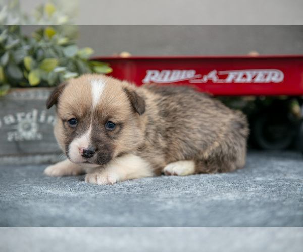 Medium Photo #4 Pembroke Welsh Corgi Puppy For Sale in CHRISTIANA, PA, USA