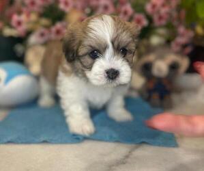Hava-Apso Puppy for sale in METUCHEN, NJ, USA