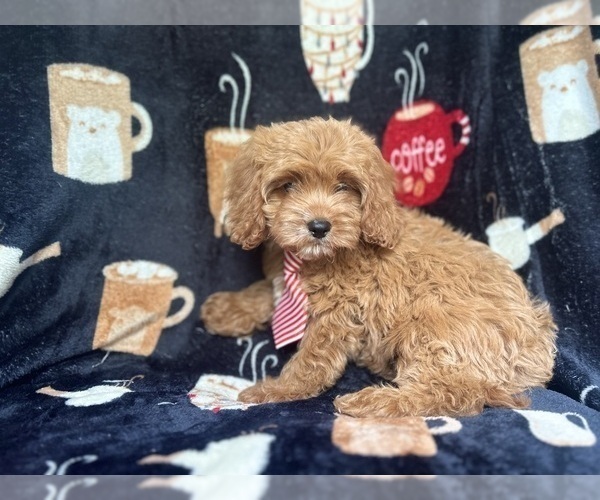 Medium Photo #9 Cavapoo Puppy For Sale in LAKELAND, FL, USA