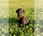 Small Photo #3 Great Dane Puppy For Sale in LEITCHFIELD, KY, USA