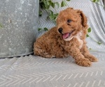 Small Photo #36 Poodle (Toy) Puppy For Sale in GOSHEN, IN, USA
