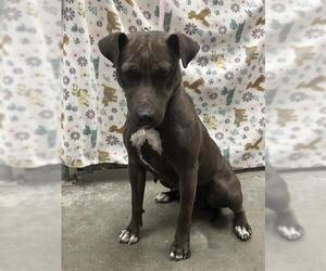 Staffordshire Bull Terrier Dogs for adoption in Rosenberg, TX, USA