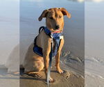 Small #4 Australian Shepherd-Feist Terrier Mix