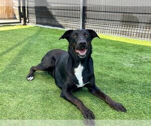 Labrador Retriever Dogs for adoption in Orange, CA, USA