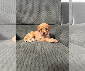 Cavapoo (Toy) Puppy for sale in JEFFERSONVILLE, IN, USA