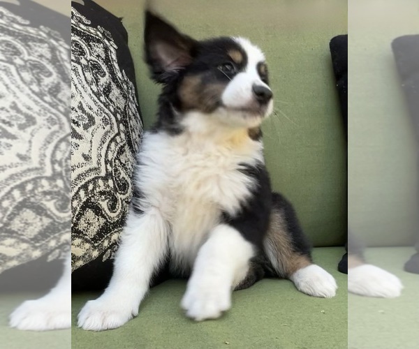 Medium Photo #50 Miniature Australian Shepherd Puppy For Sale in LA CANADA FLINTRIDGE, CA, USA