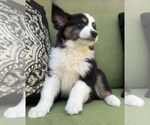 Small Photo #50 Miniature Australian Shepherd Puppy For Sale in LA CANADA FLINTRIDGE, CA, USA