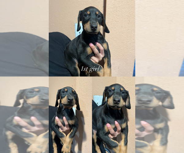 Medium Photo #3 Doberman Pinscher Puppy For Sale in WAPATO, WA, USA