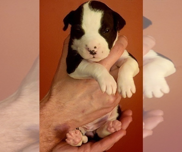 Medium Photo #25 American Bulldog Puppy For Sale in MARYVILLE, MO, USA