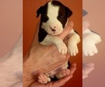 Small Photo #25 American Bulldog Puppy For Sale in MARYVILLE, MO, USA