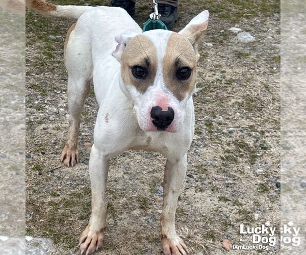 Medium Photo #4 Jack Russell Terrier-Labrador Retriever Mix Puppy For Sale in Washington, DC, USA
