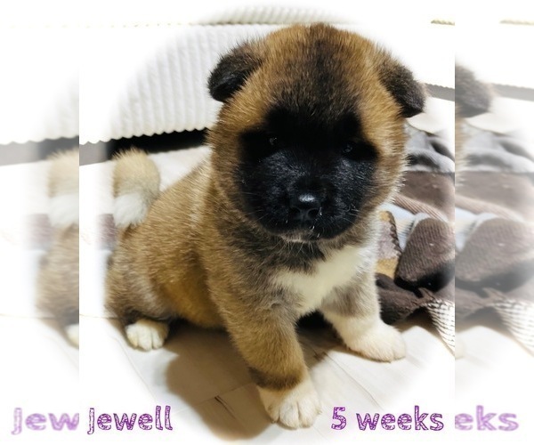 Medium Photo #19 Akita Puppy For Sale in BUTLER, PA, USA