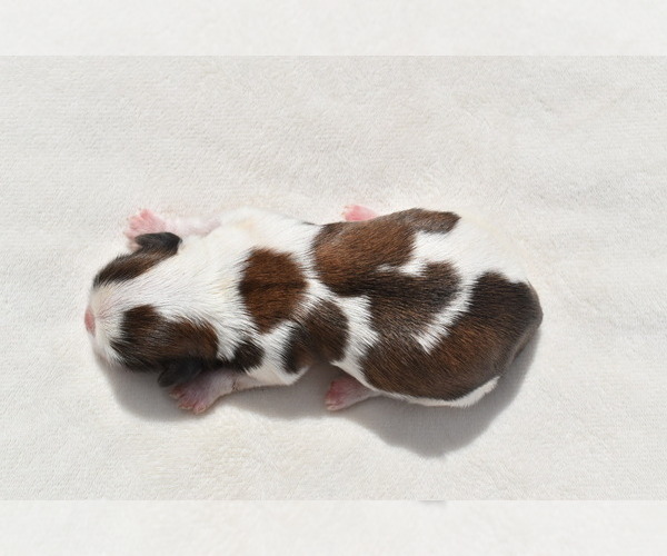 Medium Photo #5 Shih Tzu Puppy For Sale in PALM COAST, FL, USA