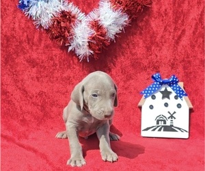 Weimaraner Puppy for Sale in NEWCASTLE, Oklahoma USA