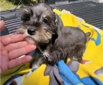 Small Photo #1 Schnauzer (Miniature) Puppy For Sale in BRYANT, AL, USA