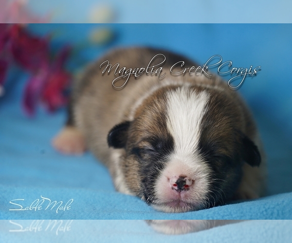 Medium Photo #8 Pembroke Welsh Corgi Puppy For Sale in CRESTVIEW, FL, USA