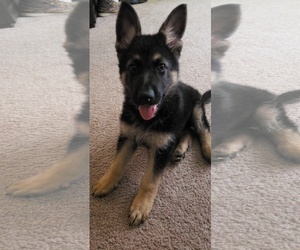 German Shepherd Dog Puppy for sale in KEIZER, OR, USA