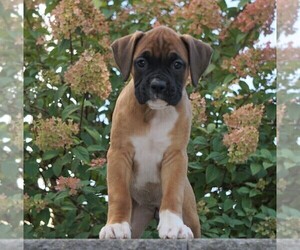 Boxer Puppy for sale in FREDERICKSBG, OH, USA