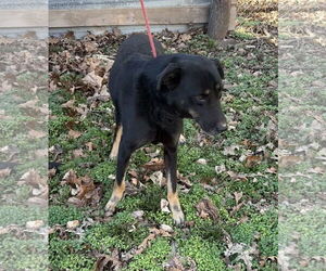 Max - Male Mutt Dog for Adoption - Photo #3