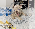Small #2 French Bulldog