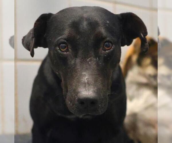 Medium Photo #2 Labrador Retriever-Unknown Mix Puppy For Sale in San Antonio, TX, USA