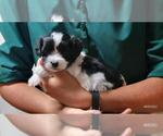 Puppy Scout Maltipoo