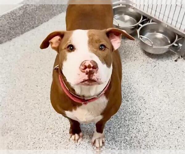 Medium Photo #2 Mutt Puppy For Sale in Houston, TX, USA