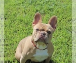 Small #5 French Bulldog