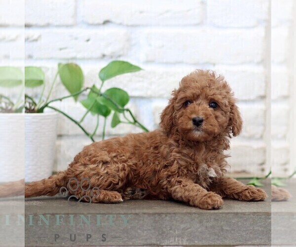 Medium Photo #4 Goldendoodle (Miniature) Puppy For Sale in NARVON, PA, USA
