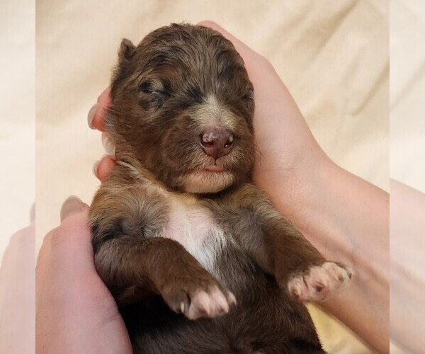 Medium Photo #10 F2 Aussiedoodle Puppy For Sale in COLUMBIA, TN, USA