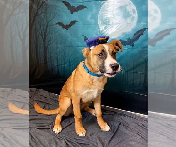 Medium Photo #3 Labrador Retriever-Saint Bernard Mix Puppy For Sale in South Bend, IN, USA
