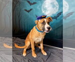 Small Photo #3 Labrador Retriever-Saint Bernard Mix Puppy For Sale in South Bend, IN, USA