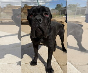 Mater - Male Mutt Dog for Adoption - Photo #2